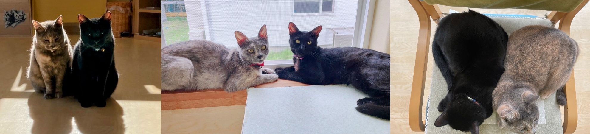 あずきくろみつ写真